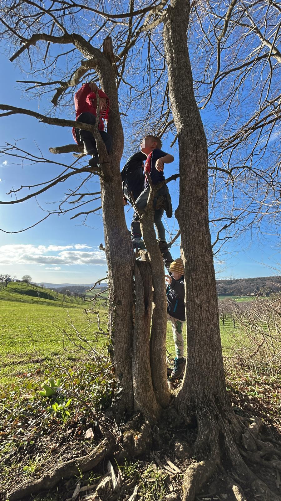 Bäume klettern