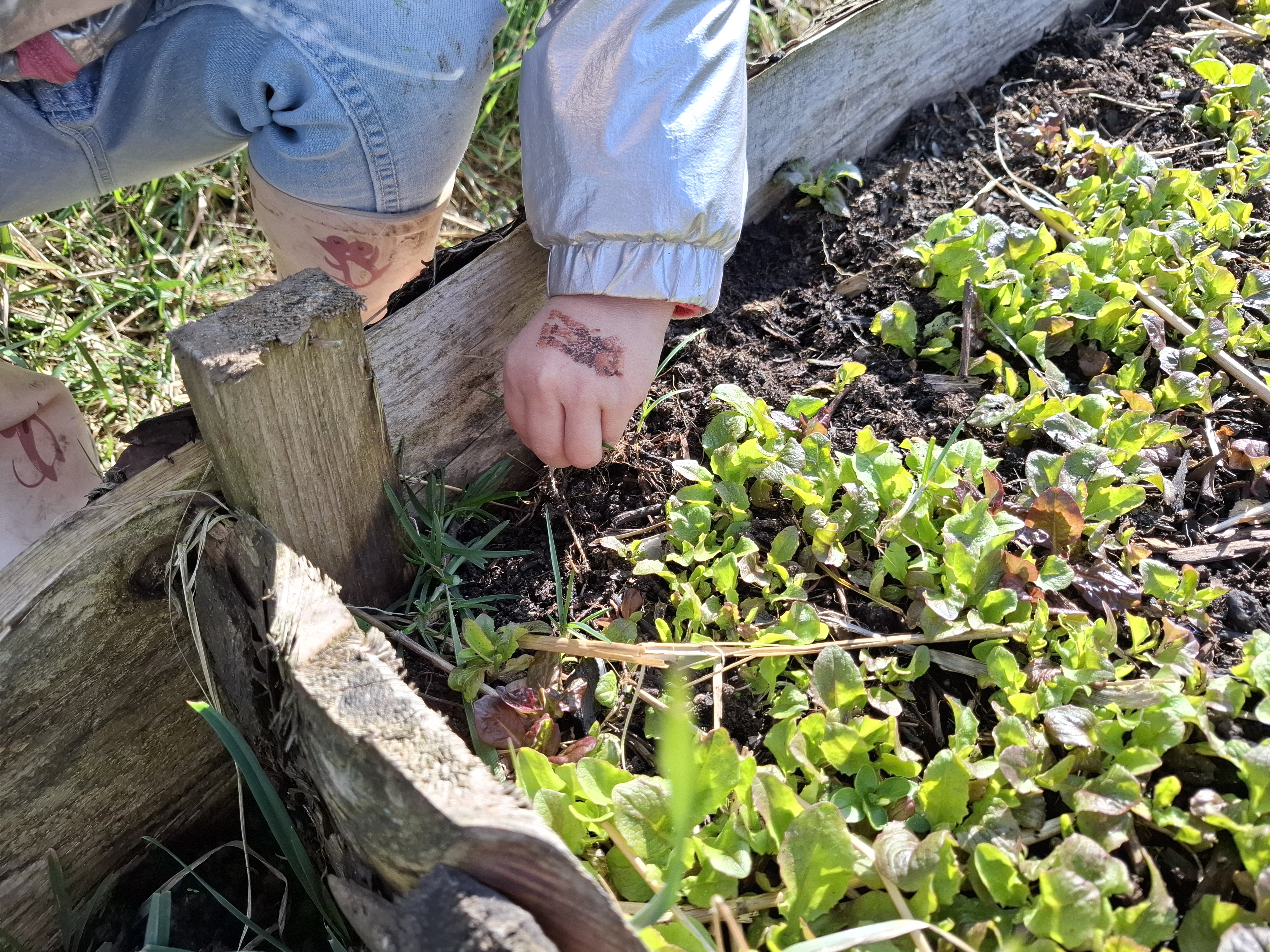 Jäten im Gemüsegarten
