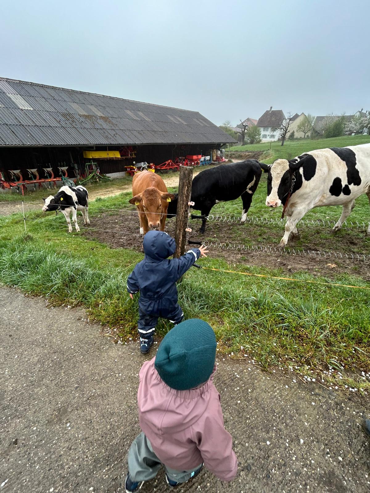 Kuhbesuch
